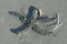 Etoile de mer commune