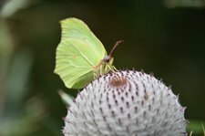 Gonepterix rhamni (Le citron), une femelle !