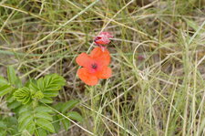 Pavot douteux - Papaver dubium