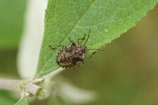 Pentatoma rufipes juv. - sous réserve