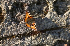 Petite tortue
