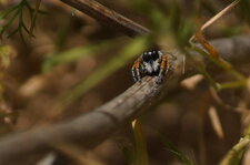Philaeus chrysops