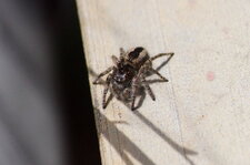 Philaeus chrysops