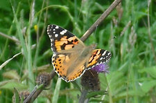 Cynthia cardui = Vanessa cardui (La belle dame) 