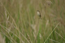 Phragmite des joncs