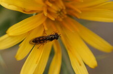 Platycheirus sp. - sous réserve