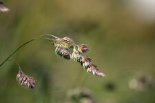 Herbe ou dactyle pelotoné