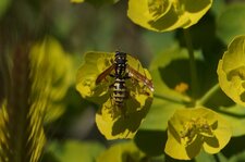 Poliste sp. - sous résserve