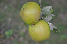 Pommes