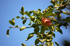 Pomme