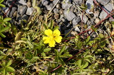 Potentille tormentille - Potentilla erecta - sous réserve