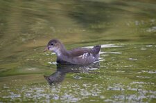 Gallinule poule d