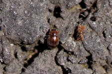 Rhizobie des friches