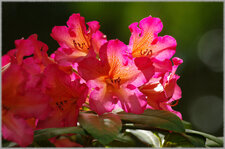 Rhododendron