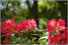 Rhododendron