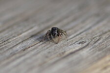 Salticidé sp.