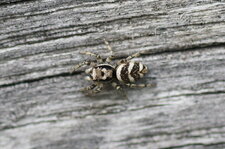 Salticus scenicus - femelle