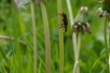 Cantharide (Cantharis fusca)