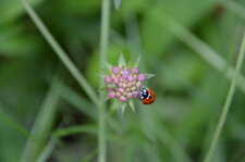 Scabieuse en bouton avec une coccinelle
