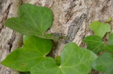 Panorpe (Mouche scorpion)