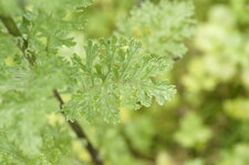 Feuille de Séneçon jacobée
