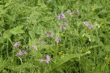 Silene fleur de coucou