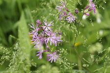 Silene fleur de coucou