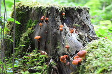 Champignons de souche !