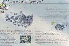 Sphaignes