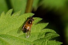 Epistrophe eligans