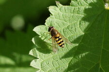 Syrphus vitripennis - sous réserve