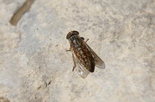 Tabanidé sp.
