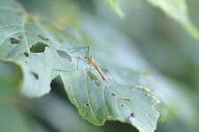 Tipule sp.