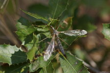 Tipule sp.
