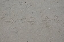 Traces de ...? 
