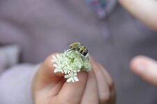 La trichie fasciée (Trichius fasciatus)