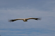 Vautour Fauve