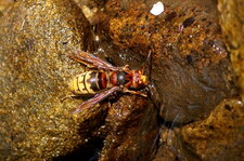 Vespa crabro