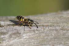 Vespula sp.