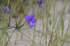 Violette de Curtis