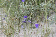 Violettes de Curtis
