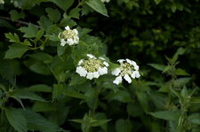 Viorne obier