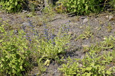 Vipérine sp.