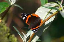 Vanessa atalanta (Le vulcain)