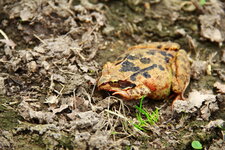 Grenouille rousse