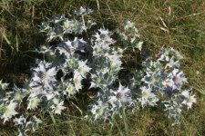 Eryngium maritinum- chardon bleu