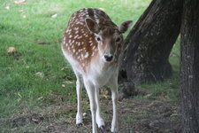 Bambi