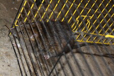 Rattus norvegicus