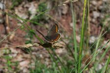 Papillon