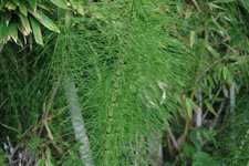 Prêle des champs - Equisetum arvense